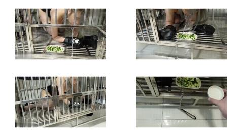 奴隶物语  小小Q 七天特训剧篇 2 3-3 母狗餵食